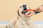 Discover the Benefits and Steps of Dental Care for Your Pup!