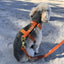 Spice dog harness