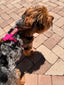 Fuchsia dog harness