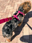 Fuchsia dog harness